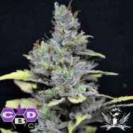 CBD Crew Seeds Medi Haze